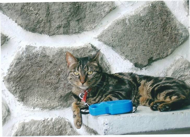Tigrou (décédé 18 mars 2013) - Mâle (10 ans)