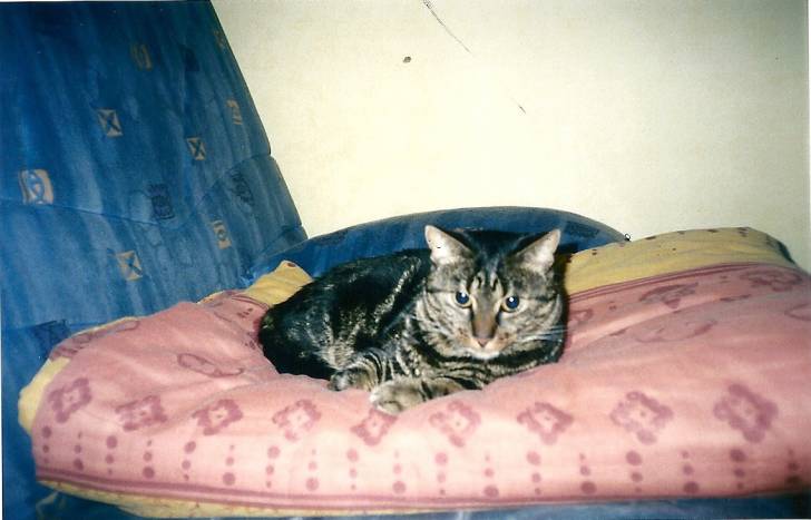 Tigrou (décédé 18 mars 2013) - Mâle (10 ans)