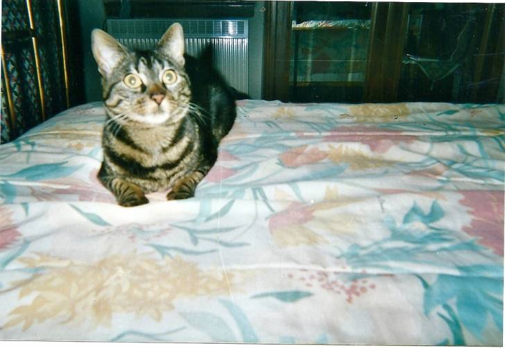 Tigrou (décédé 18 mars 2013) - Mâle (10 ans)