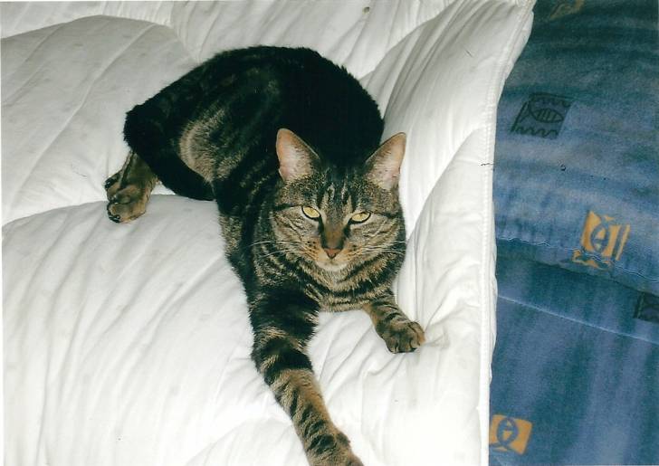 Tigrou (décédé 18 mars 2013) - Mâle (10 ans)