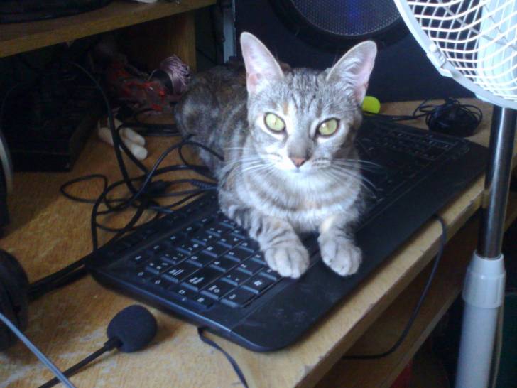 Bonny - (8 mois)