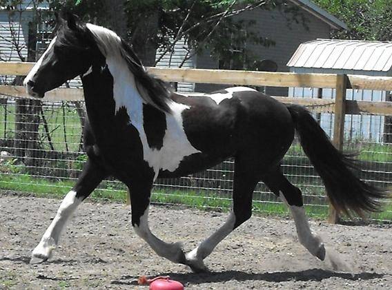 Moonlight - (6 ans)