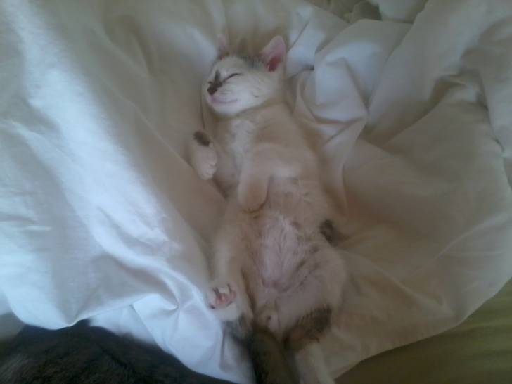 Fluffy - Mâle (9 mois)
