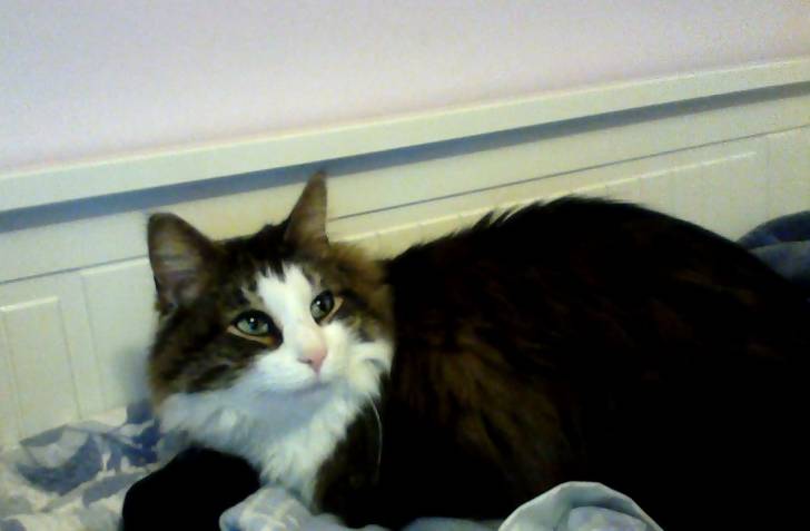Momo - Mâle (4 ans)