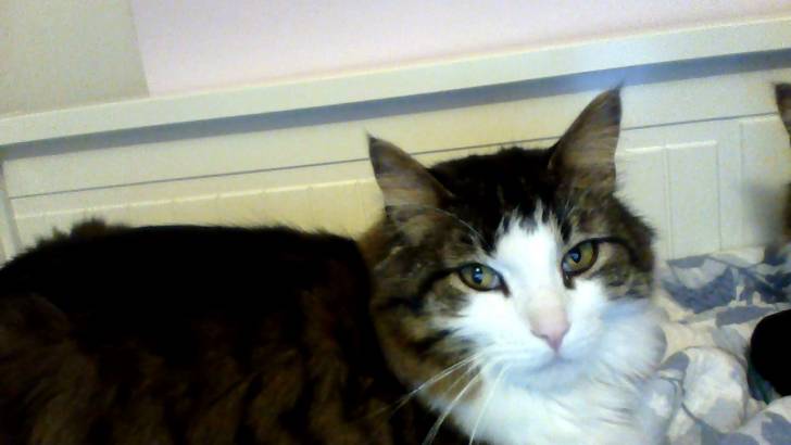 Frodo - Mâle (4 ans)