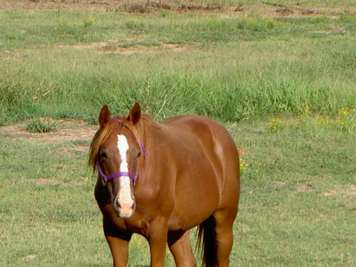 WildFire - (3 ans)