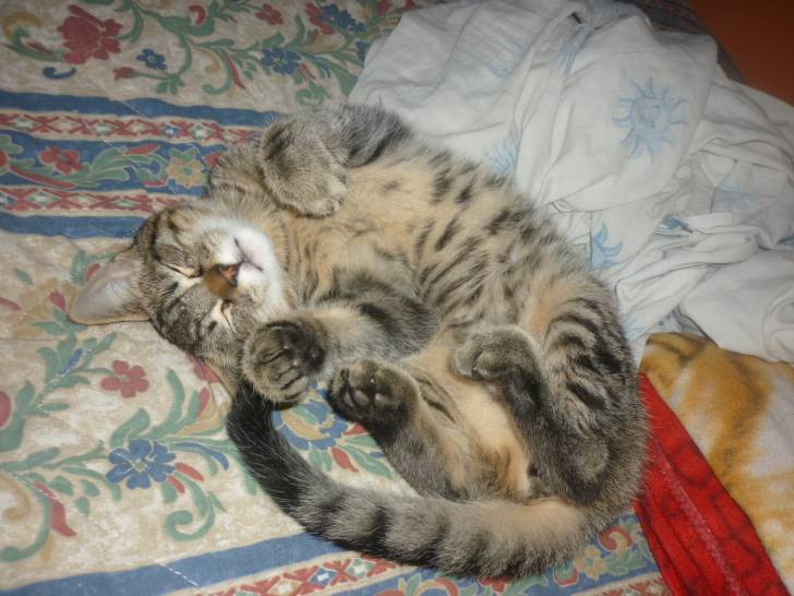 Neko - Mâle (10 mois)