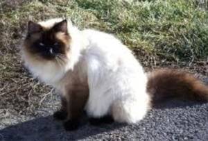 Mottie - (3 ans)