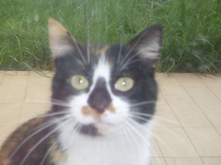laydi - (6 ans)