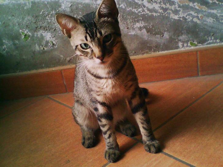 Neko Chan - Mâle (10 mois)