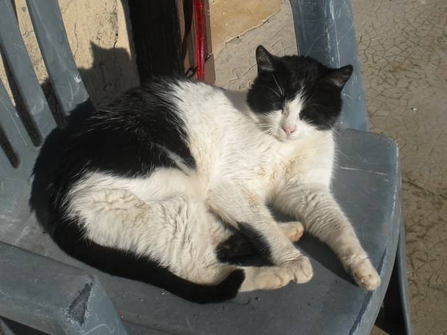 Prunelle -