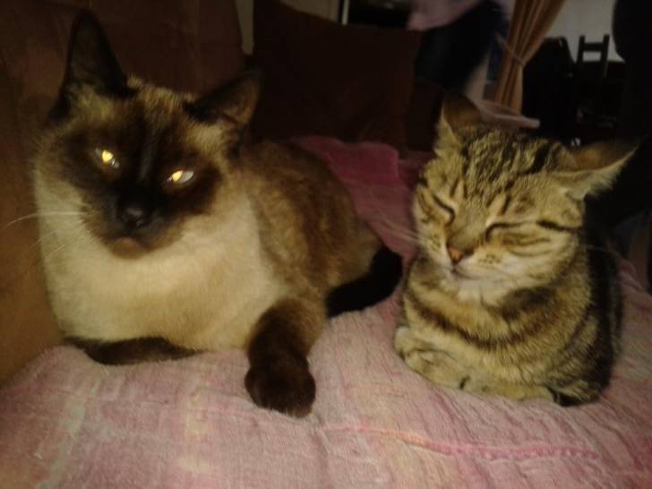 daisy - (5 ans)