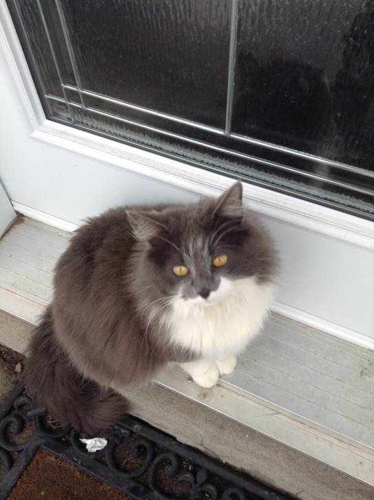 Fluffy - (6 ans)