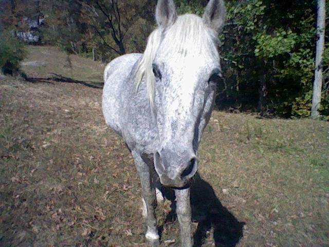 casper - Mâle (13 ans)