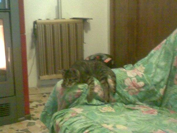 Leo - Mâle (3 ans)