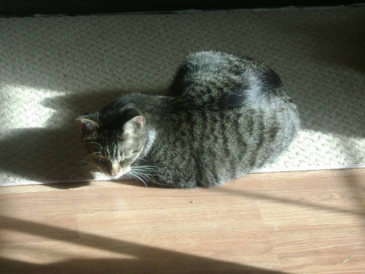 JoJo - Mâle (2 ans)