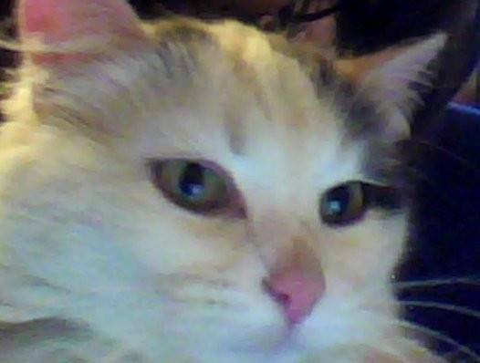 Joba - (3 ans)