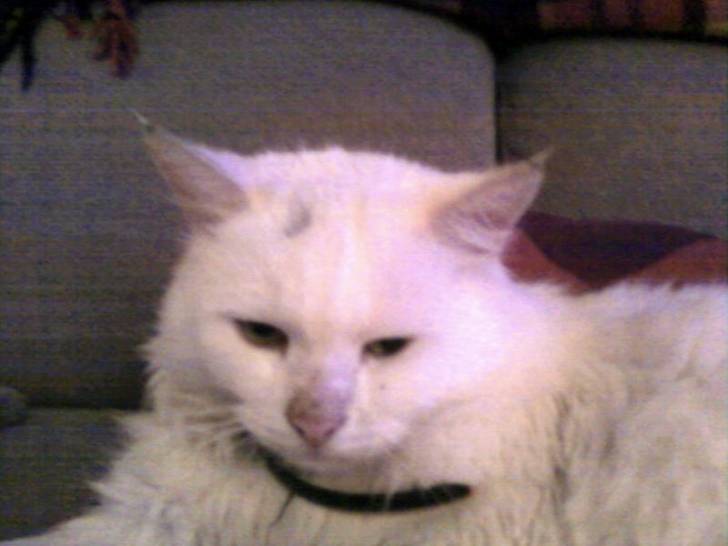 Minouche - (13 ans)