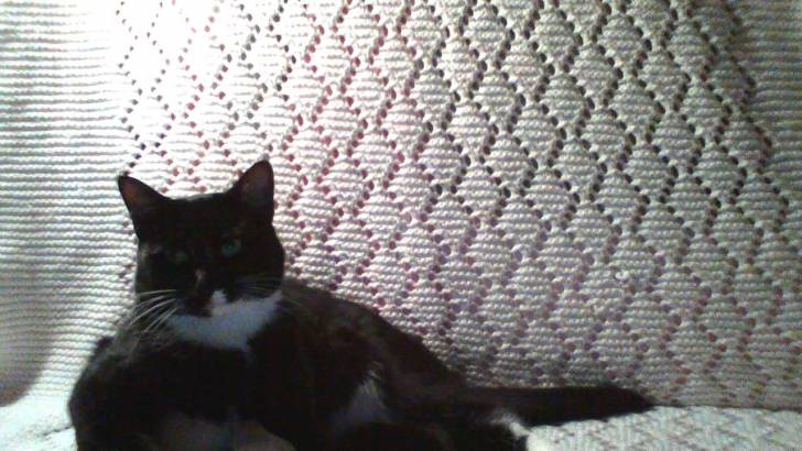 Holly sitting on a toy hedgehog - (1 an)