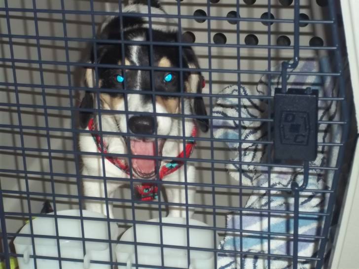mad puppy - Mâle (5 mois)