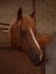 jareinko - (15 ans)