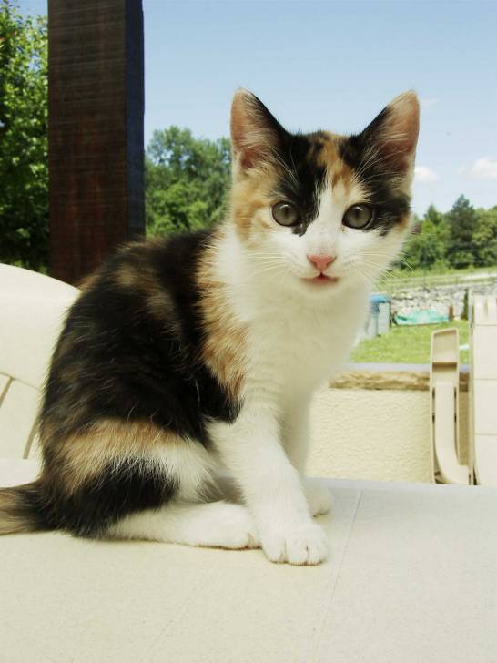 Eclair - (3 ans)