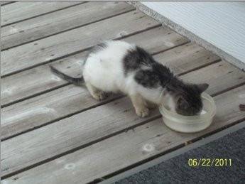 Mr. Whiskers - Mâle (2 ans)