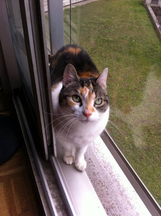 FiFi - (3 ans)