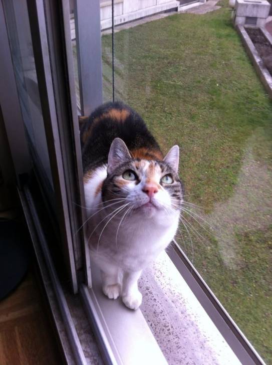 FiFi - (3 ans)