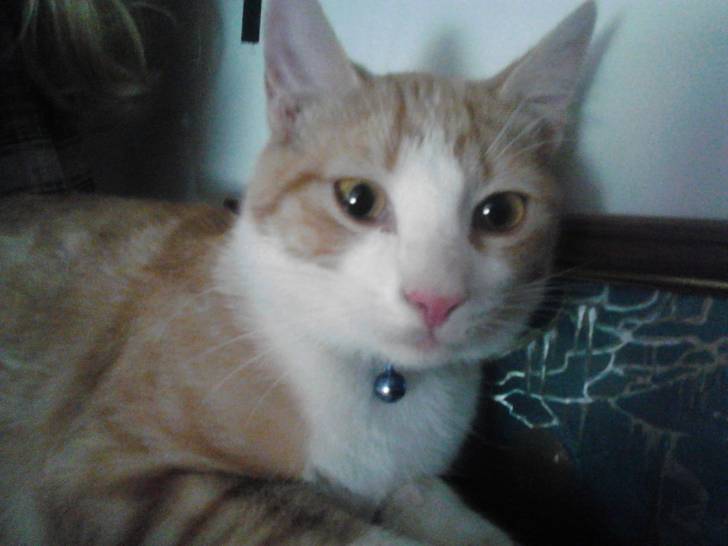 Piper - Mâle (4 mois)