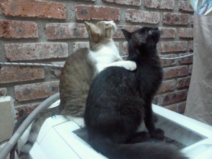 pollo y nity -
