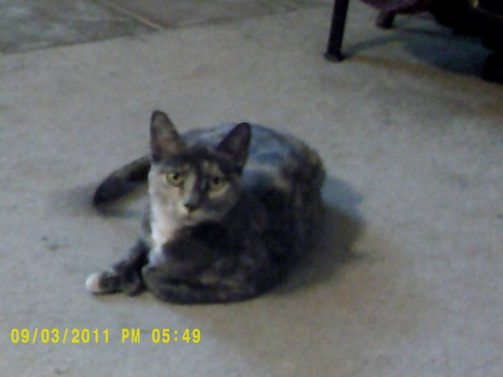 cat - (4 ans)