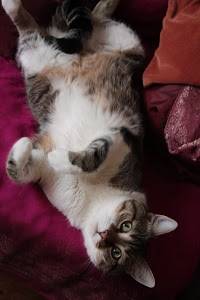 aslan - Mâle (5 ans)