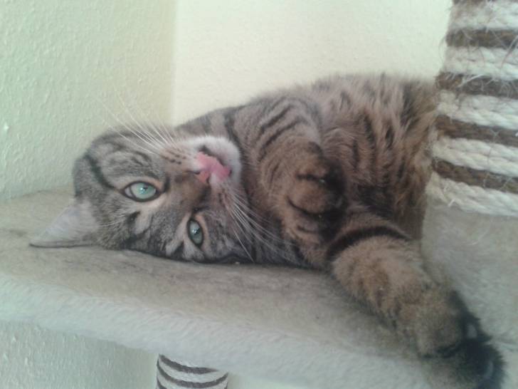 Tieger - Mâle (9 ans)