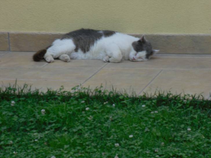 Peloso - Mâle (18 ans)