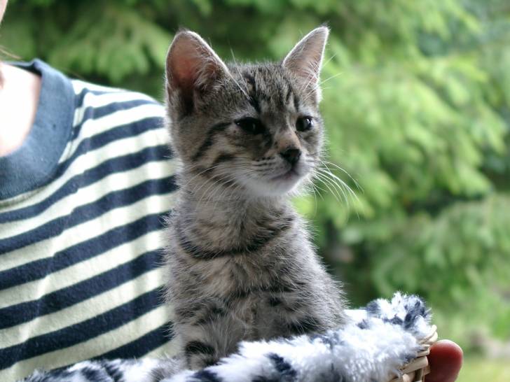 Heidi - (7 ans)