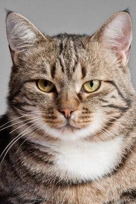 TULUS - (2 ans)