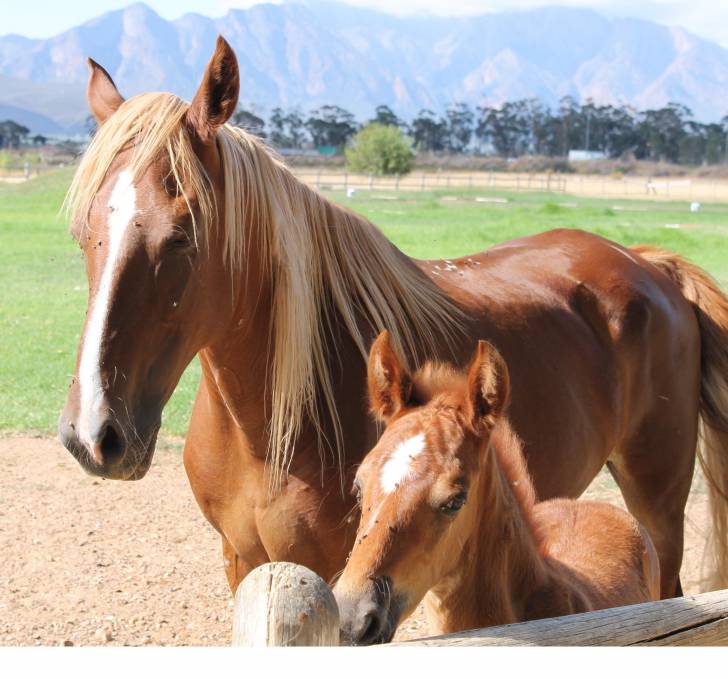 Giempies & Little one -