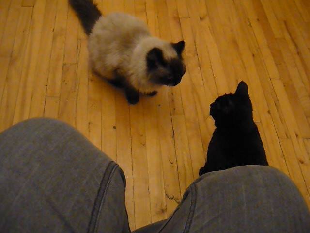 Kayla & Calypso - (2 ans)