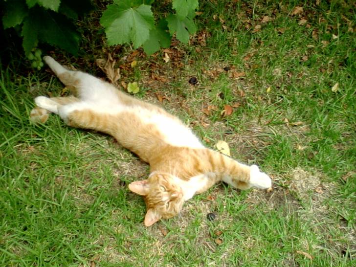 Tigre - Mâle (4 ans)