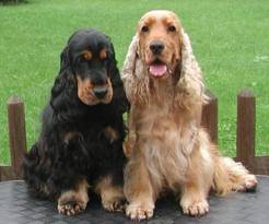 lilly e fluk - (2 ans)
