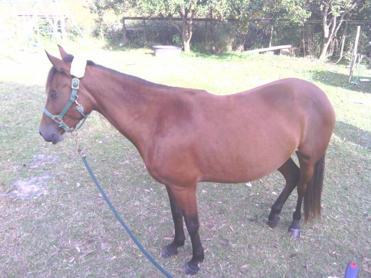 Fiesty - (4 ans)