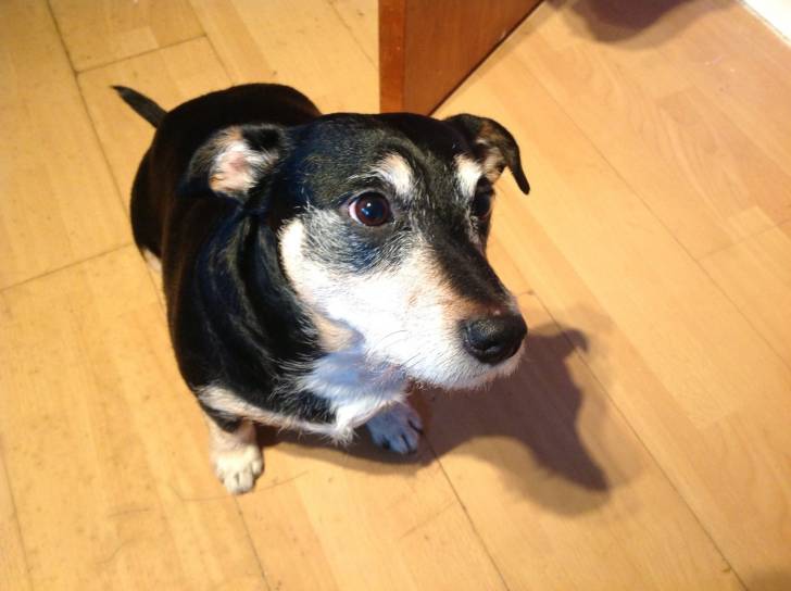 Tess - (6 ans)