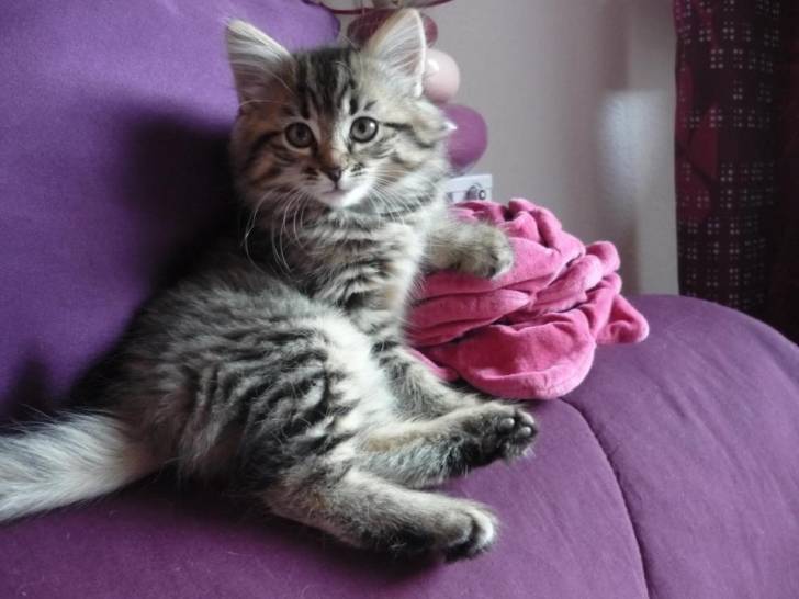 Kallia - (9 mois)