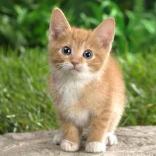 Abby - (3 mois)