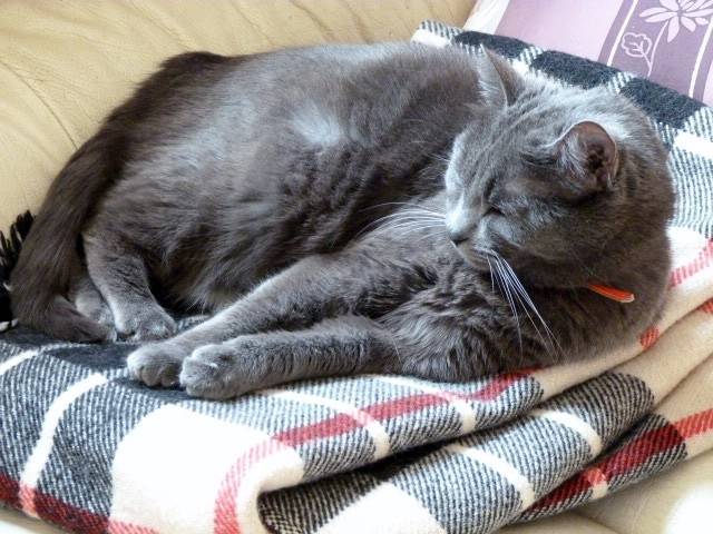 Dixie - (5 ans)