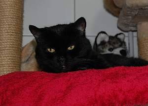 Romy - (9 ans)