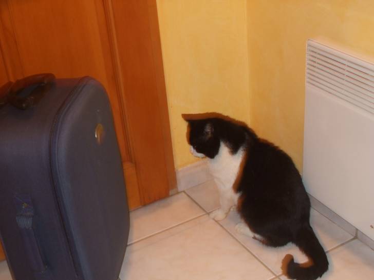 pirate - Mâle (5 ans)