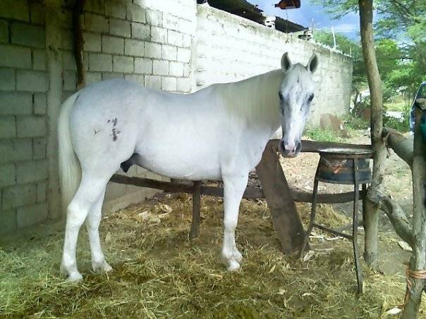 elmalandro - Mâle (14 ans)