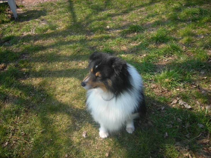 daxon - Mâle (9 ans)